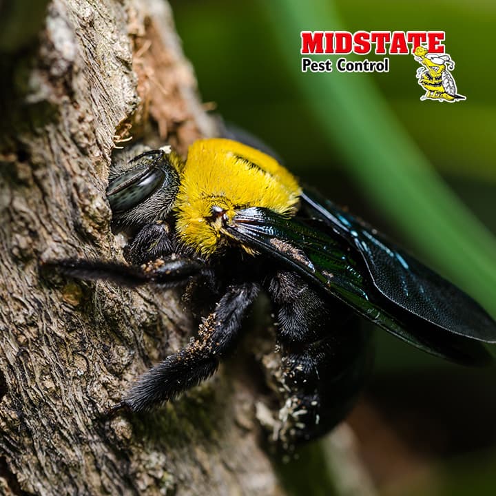 Google street view image of Midstate Termite & Pest Control