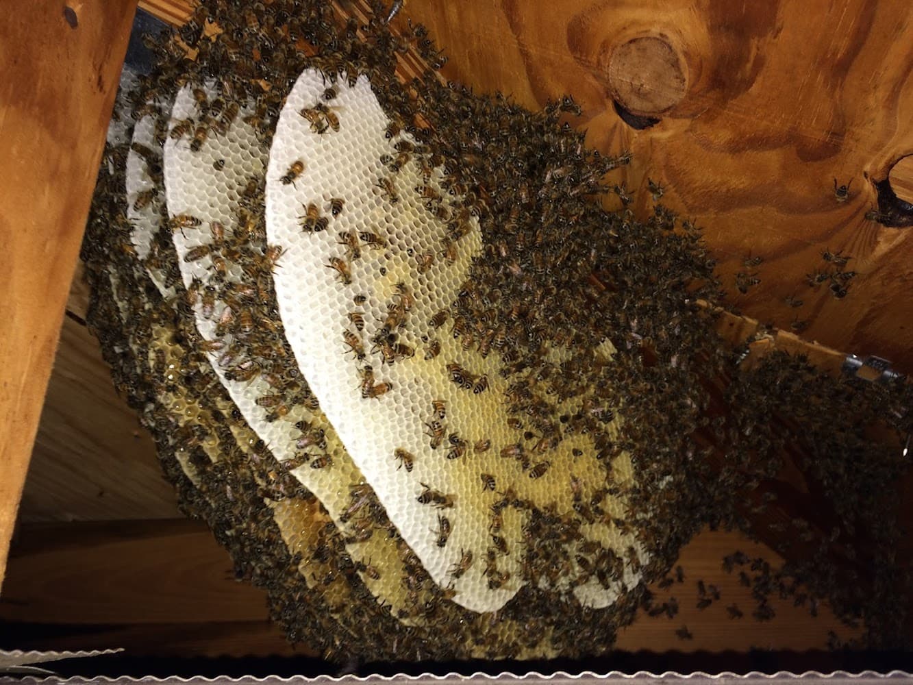 Google street view image of Sarasota Bee Removal Inc - Bee Removal, Bee Control, Honey Bee Removal, Wasp, Hornet, Yellow Jacket