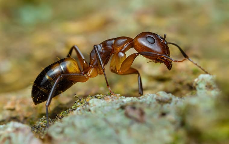 Google street view image of Attila Pest Control