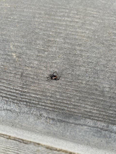 Google street view image of Pyramid Pest Control LLC
