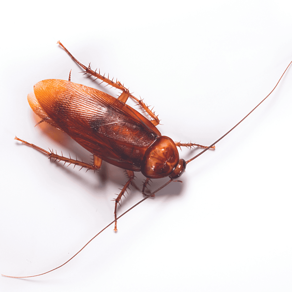 Google street view image of Palmetto Exterminators