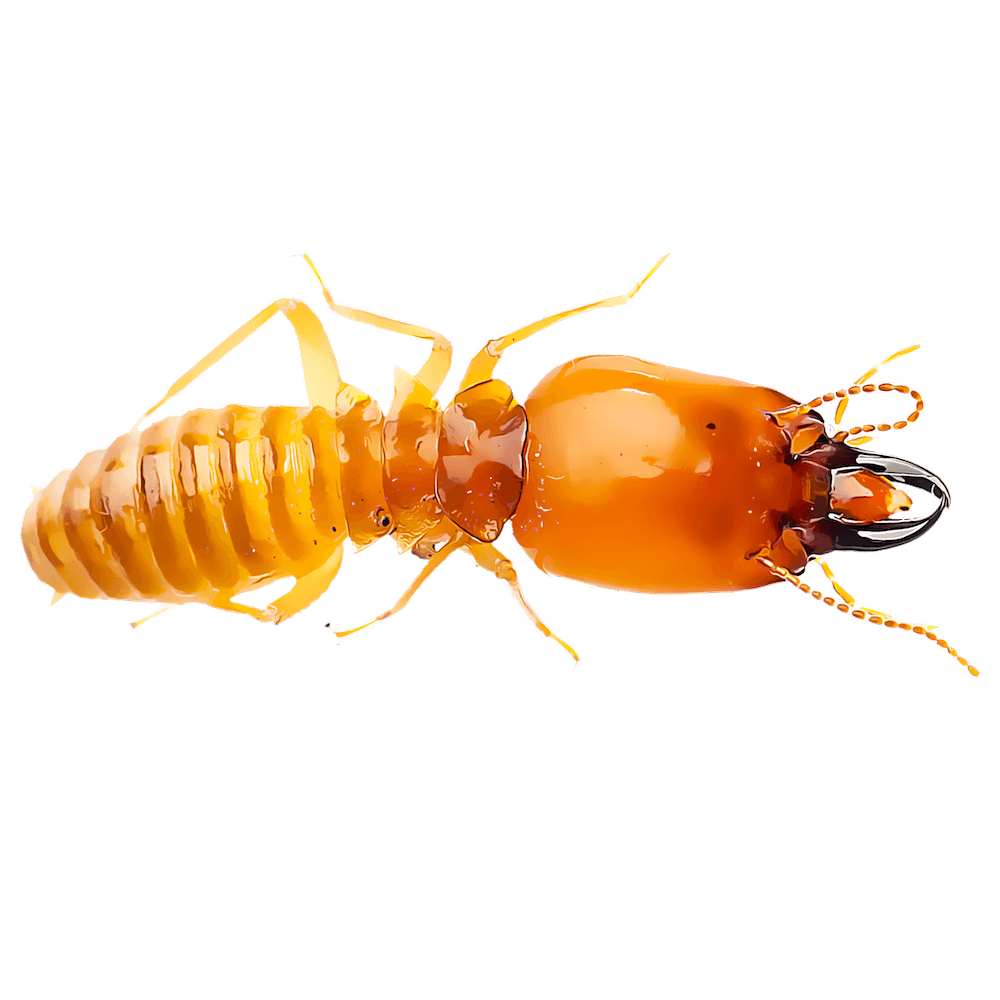 Google street view image of Conquest Pest Services