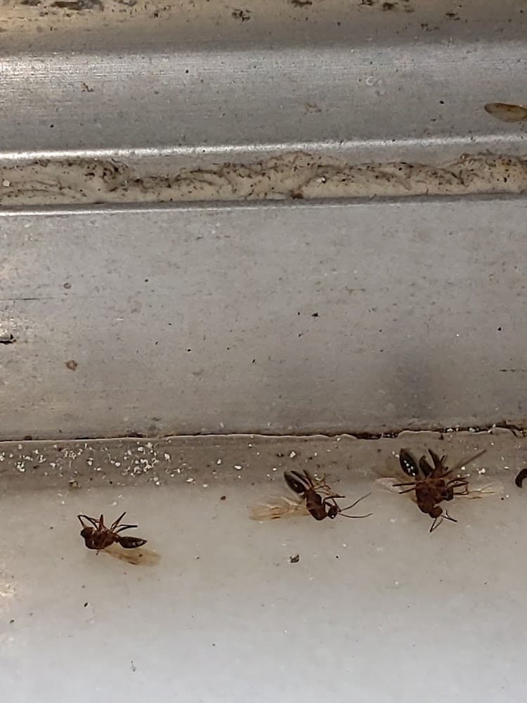 Google street view image of All American Pest Control