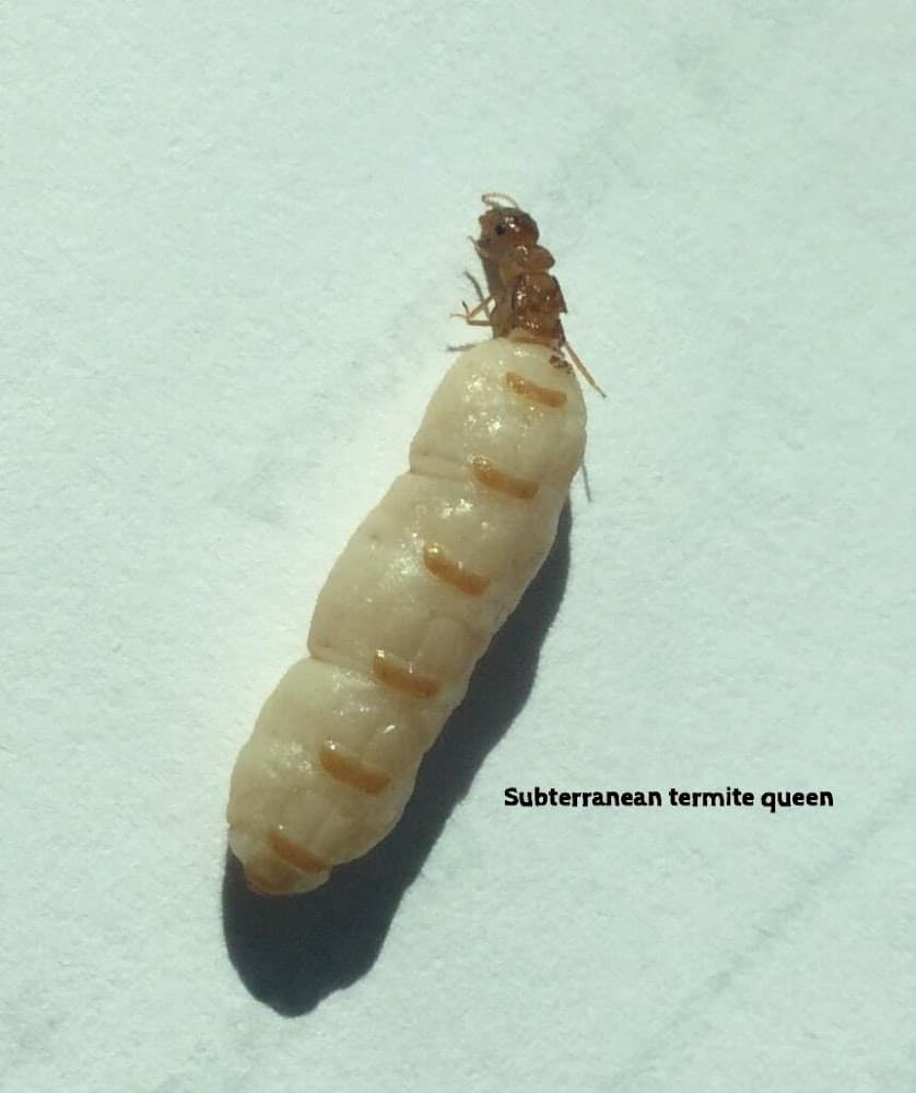 Google street view image of East Cooper Termite & Pest Solutions