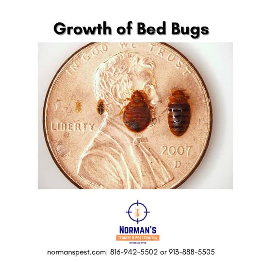 Google street view image of Norman's Termite & Pest Control