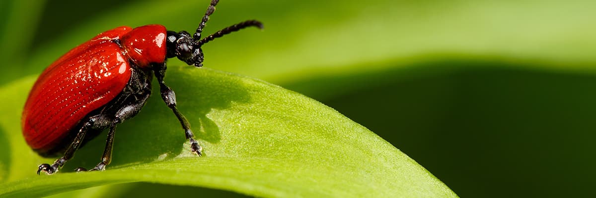 Google street view image of Bug Master