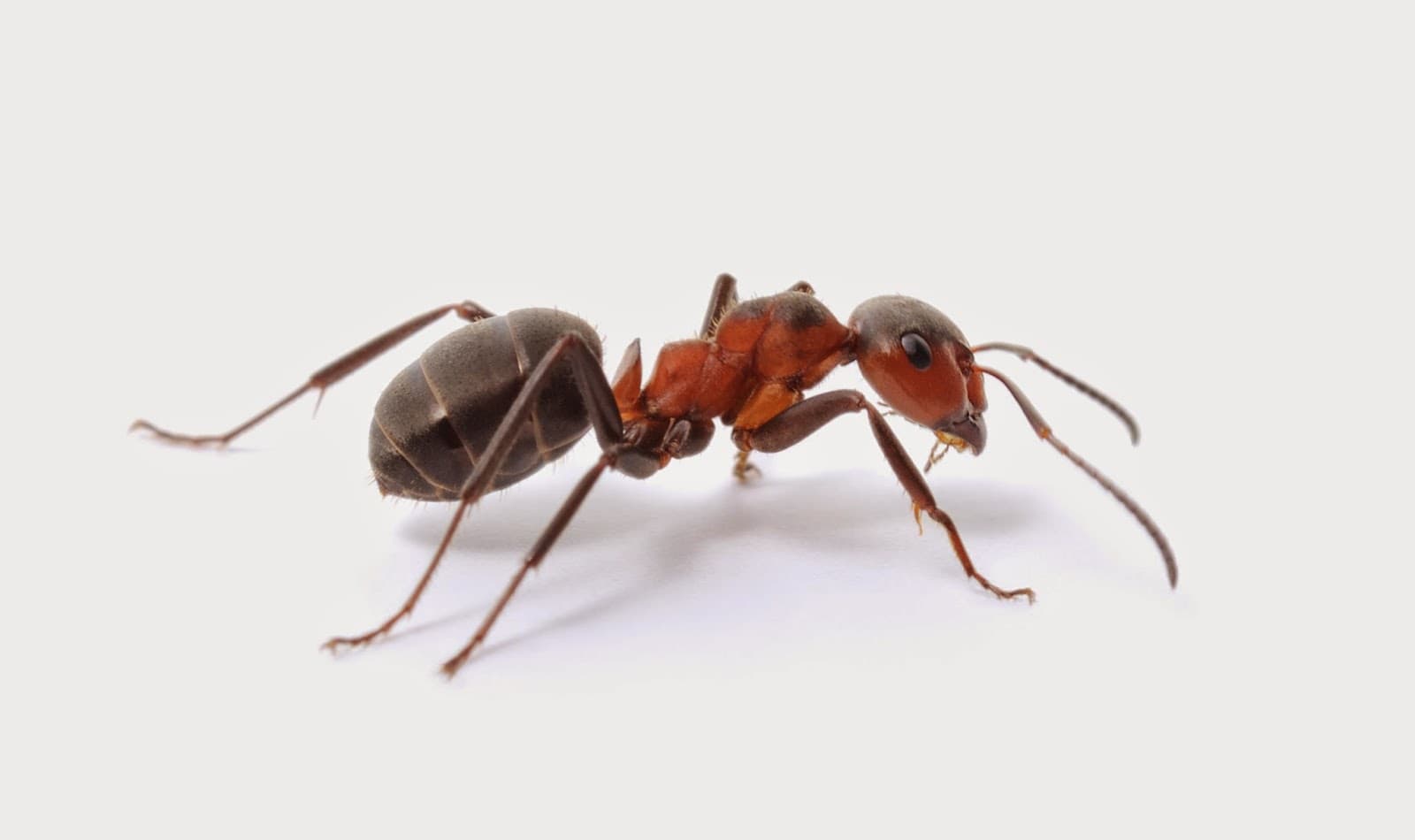 Google street view image of All Solutions Pest Control