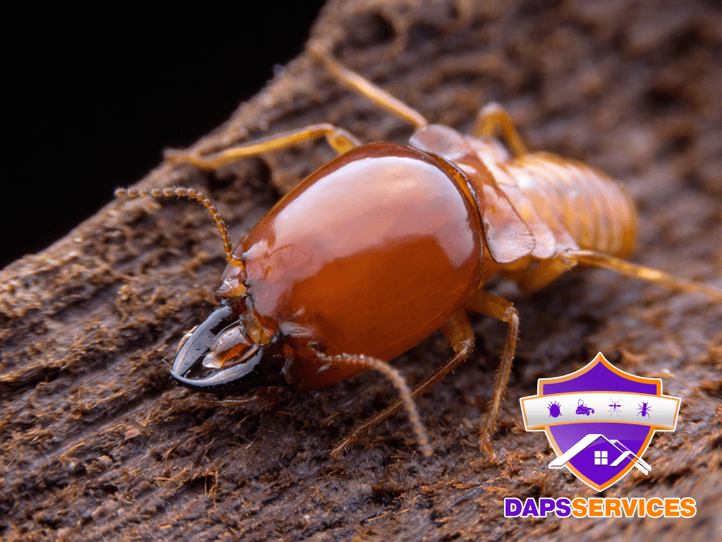 Google street view image of Daps Pest Services