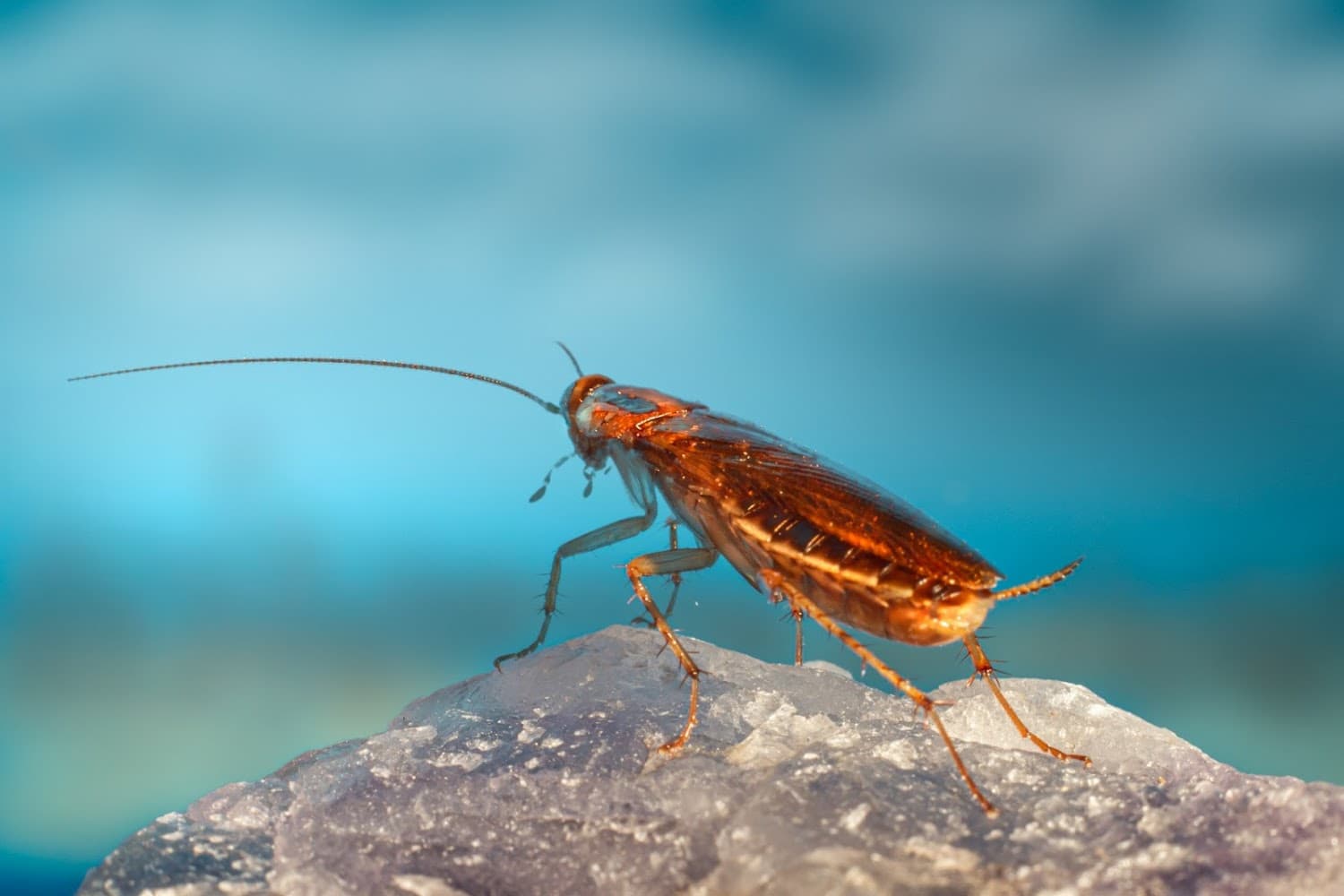Google street view image of Chief Termite & Pest Control Inc