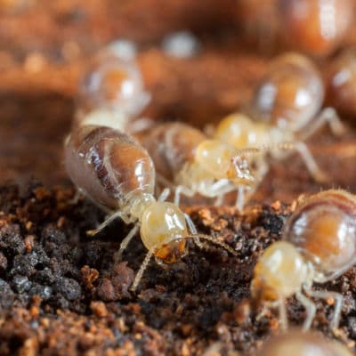 Google street view image of Pest Off Pest Services & Termites