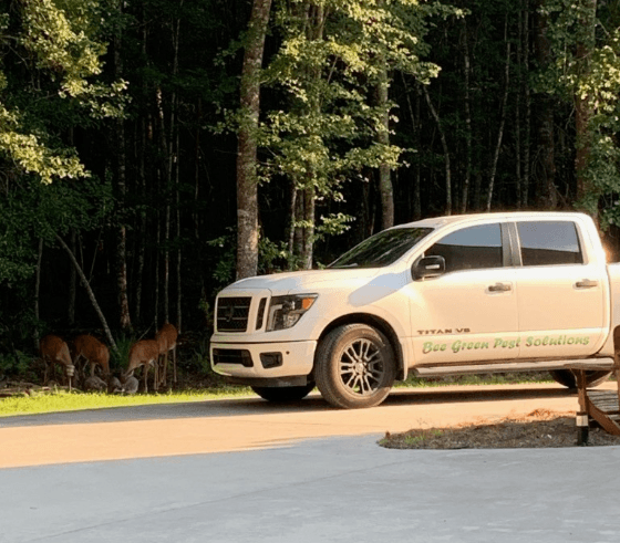 Google street view image of Bee Green Pest Solutions