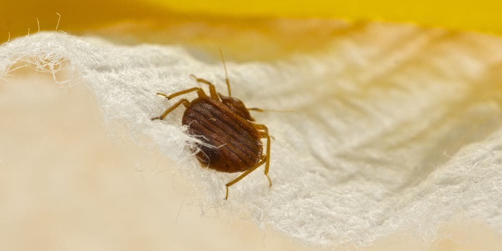Google street view image of Pest-Ex