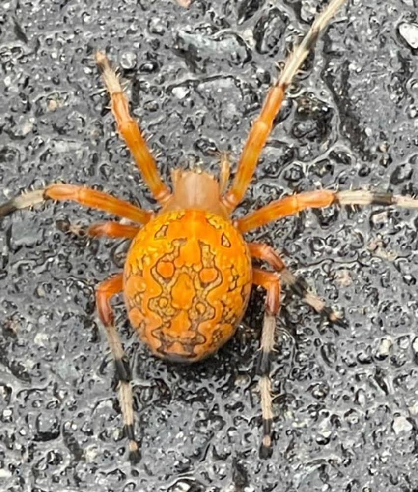 Google street view image of A+ Termite & Pest Control
