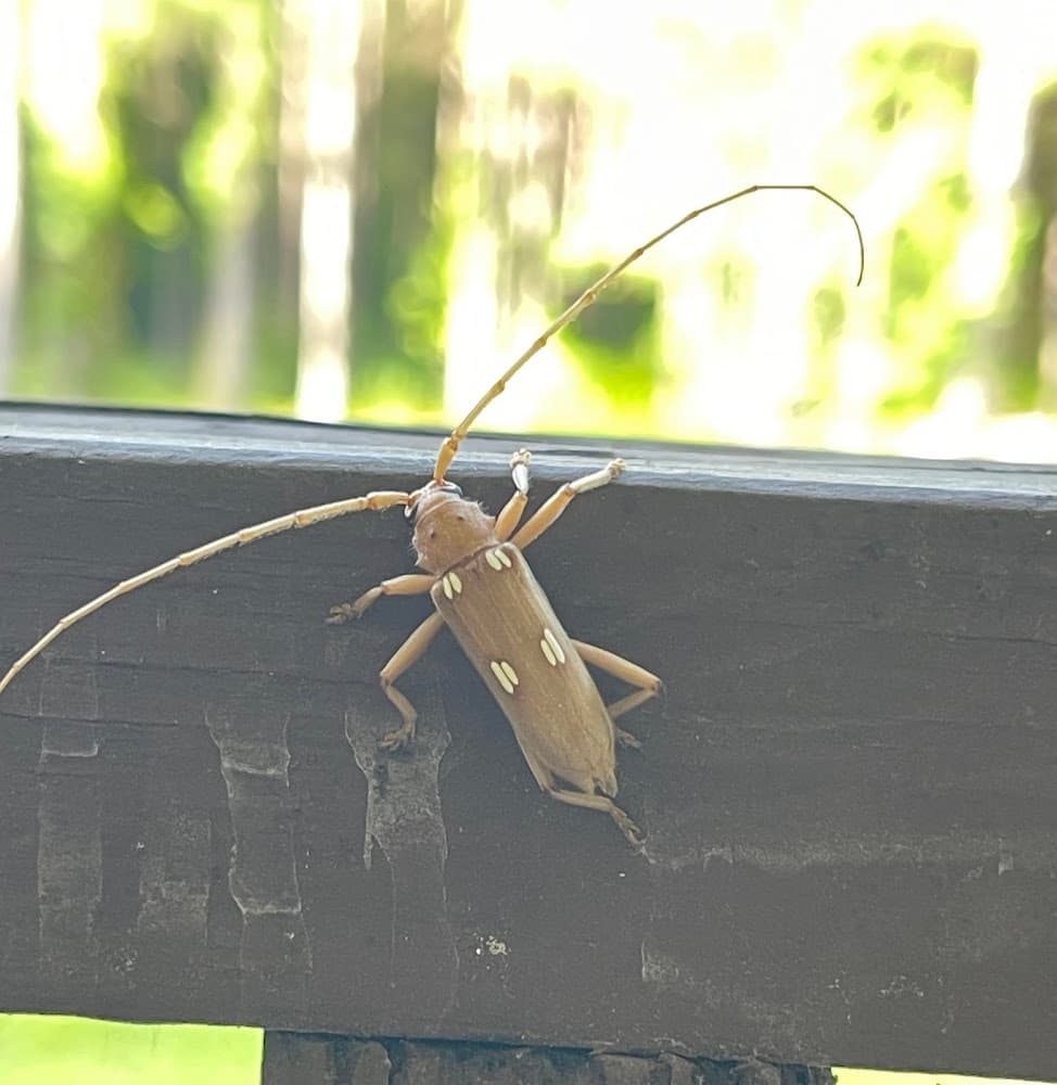 Google street view image of Quality Exterminators of Georgia Inc