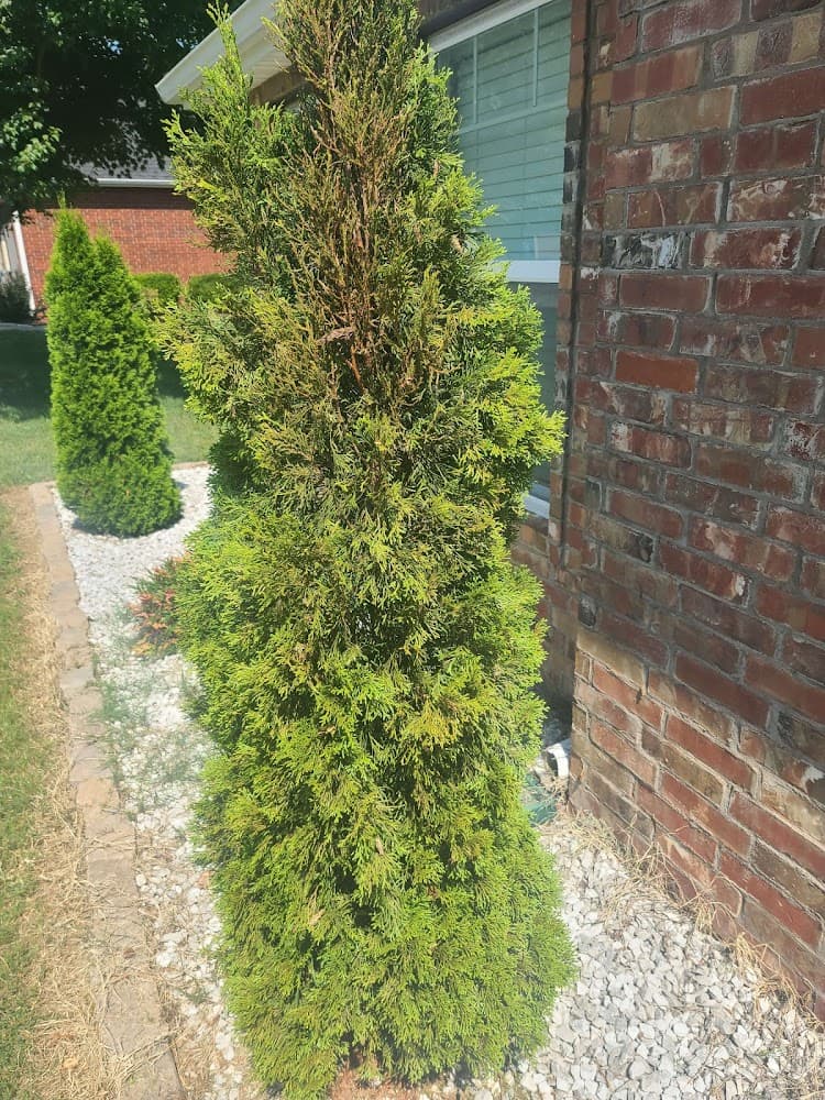 Google street view image of Crandell Pest Control LLC