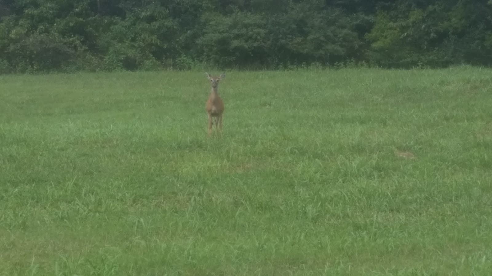 Google street view image of Lonesome Pine Exterminating