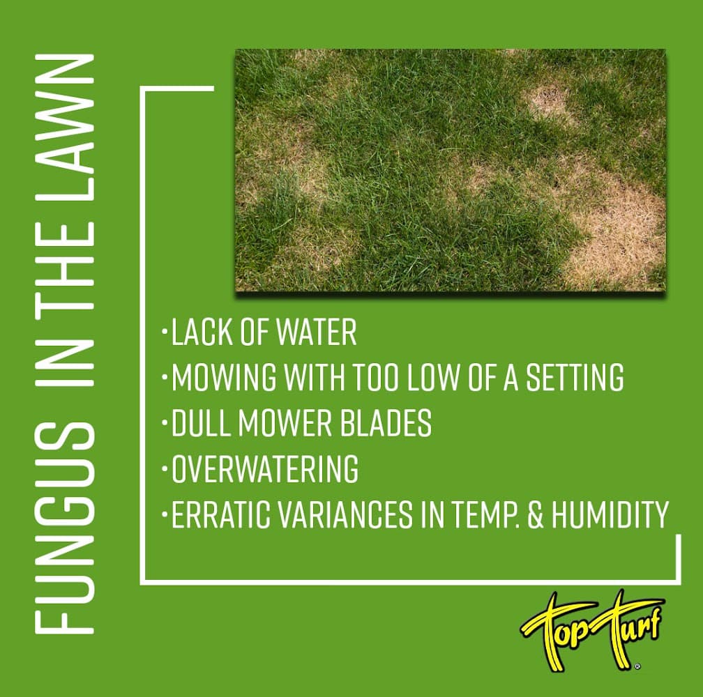 Google street view image of Top Turf Lawn Care and Pest Management