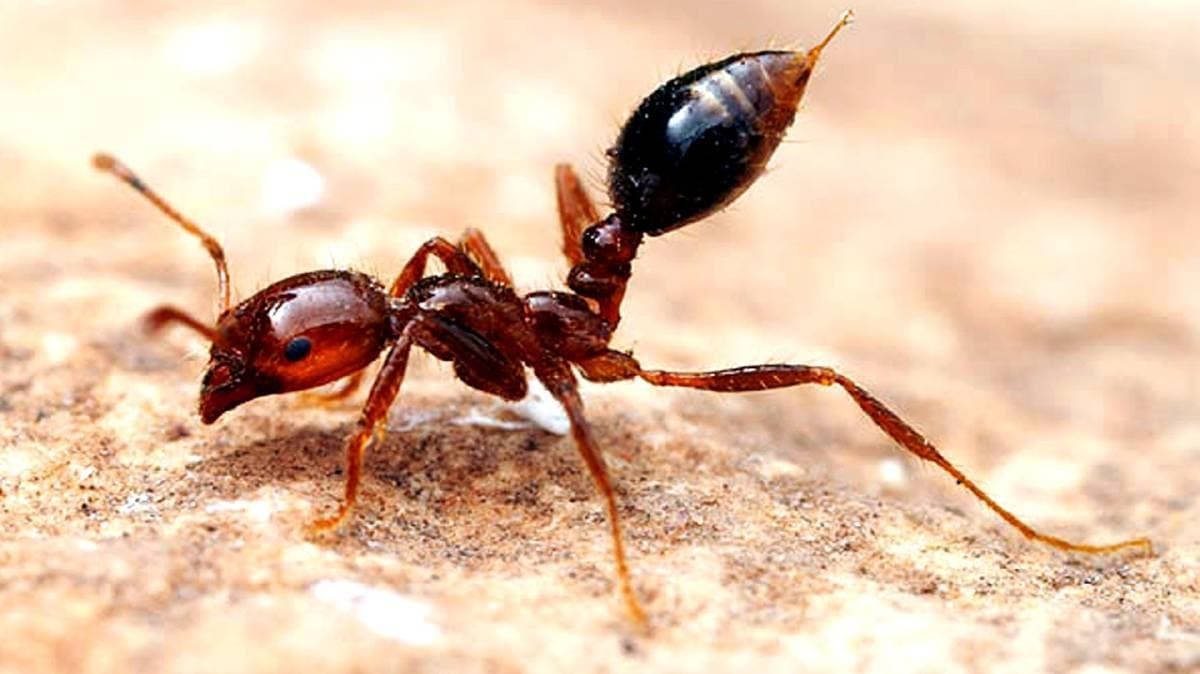 Google street view image of Over-A-Cheever Pest Control Inc