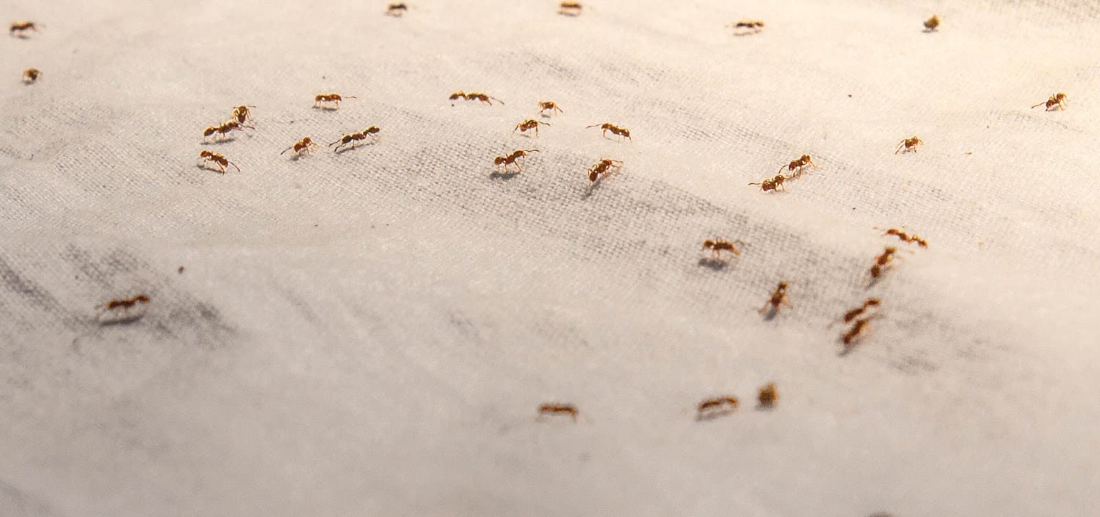 Google street view image of Sage Pest Control