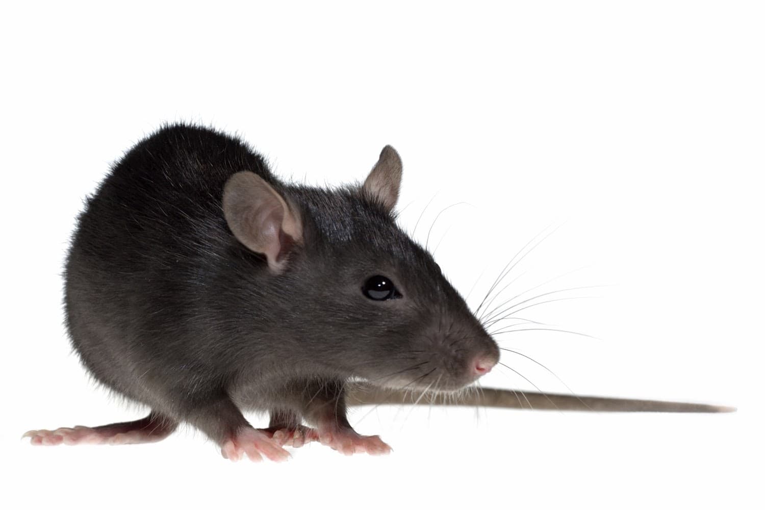 Google street view image of Rats to Bats Pest & Wildlife Control