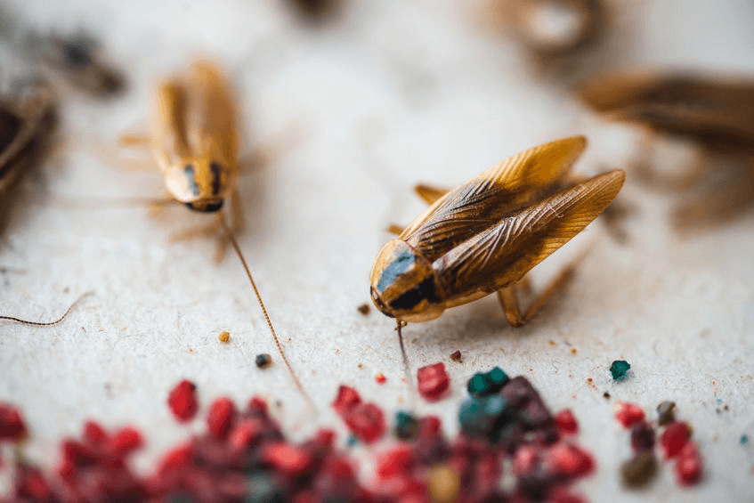 Google street view image of NuHEXA Modern Pest Solutions
