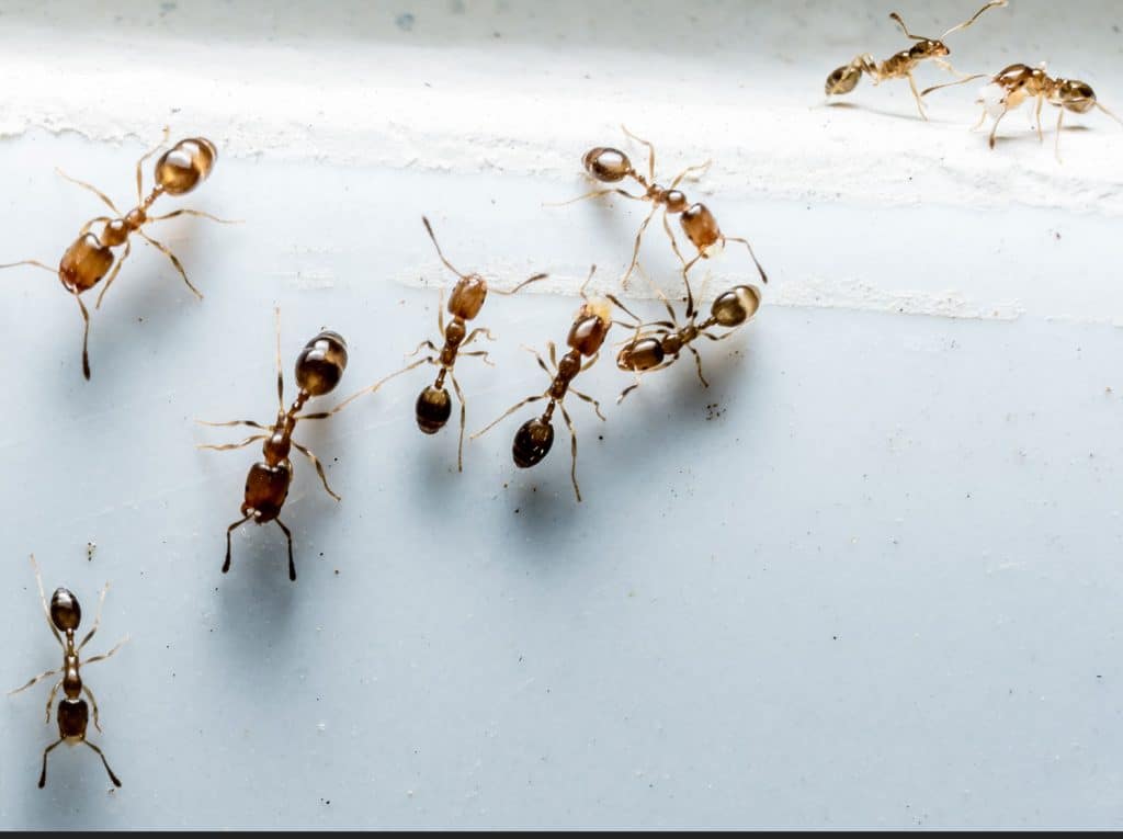 Google street view image of Legacy Pest Management