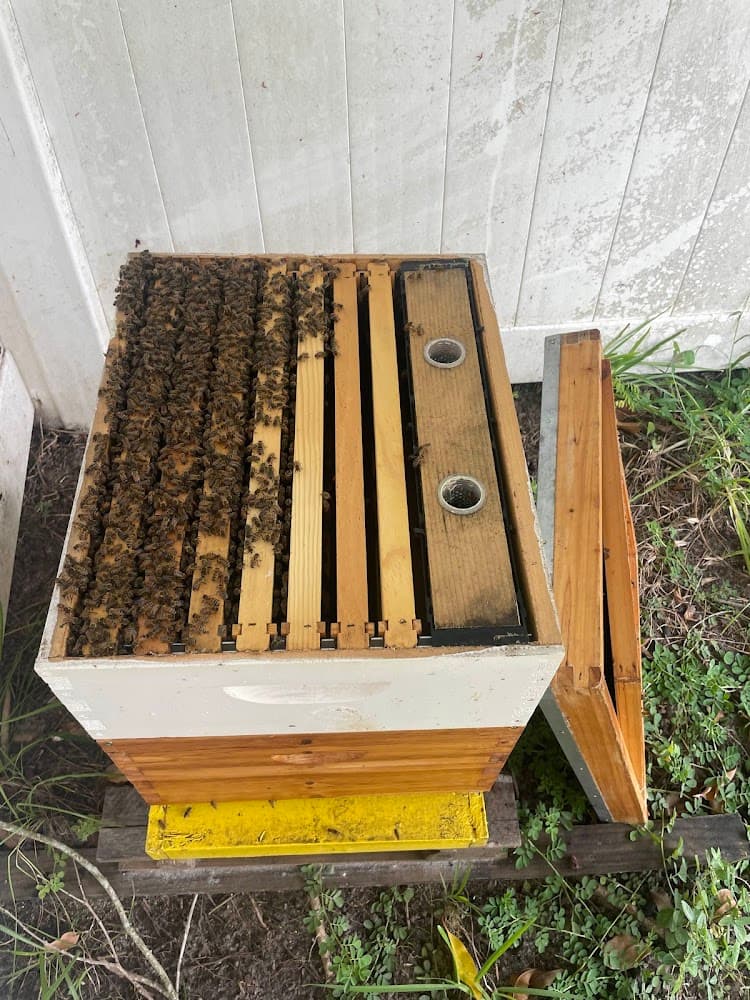 Google street view image of Bee Removal Corp.