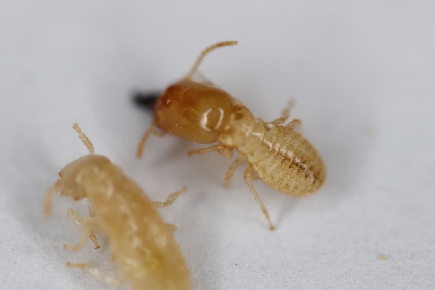 Google street view image of Pest & Termite Consultants