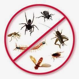 Google street view image of Crush Bugs