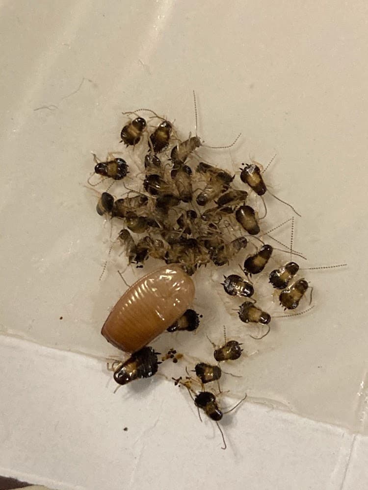 Google street view image of Preferred Pest Control LLC