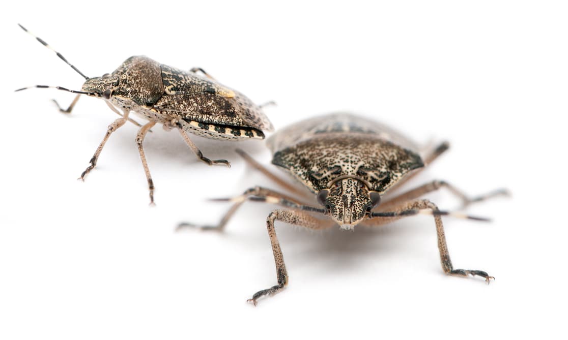 Google street view image of Palmetto Exterminators