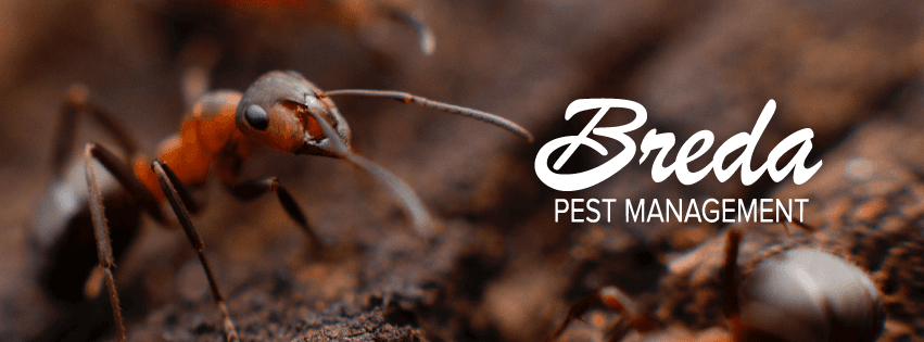 Google street view image of Breda Pest Management