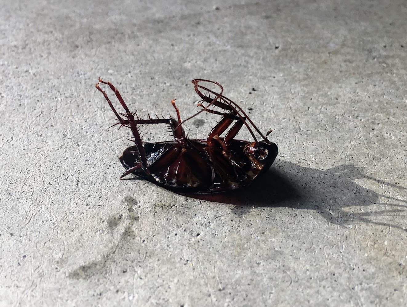 Google street view image of Lamp's Pest Solutions