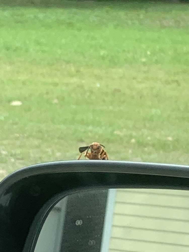 Google street view image of Knox Pest Control