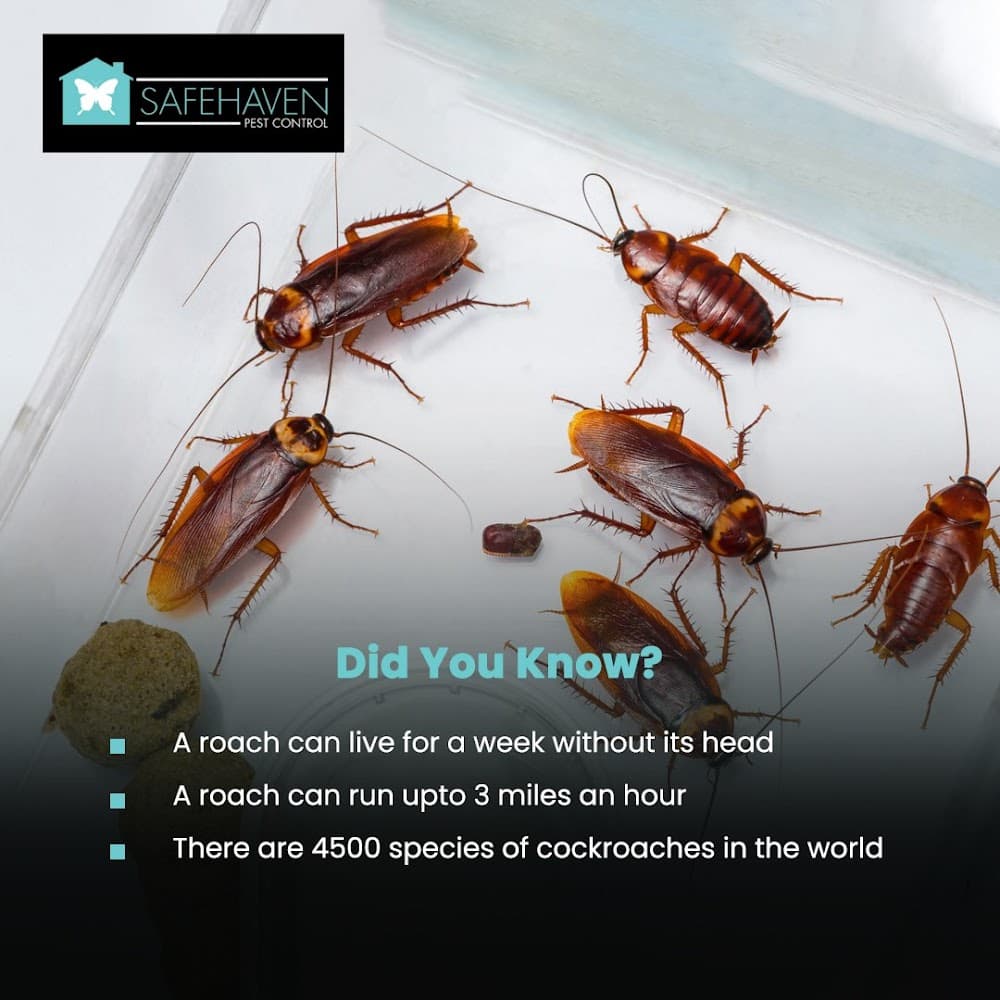 Google street view image of SafeHaven Pest Control