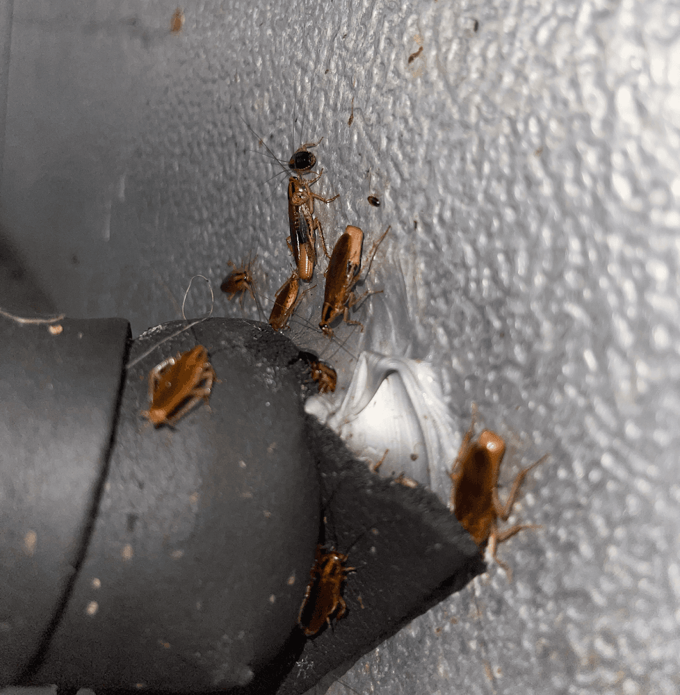 Google street view image of Cousins USA Pest Control, Inc.