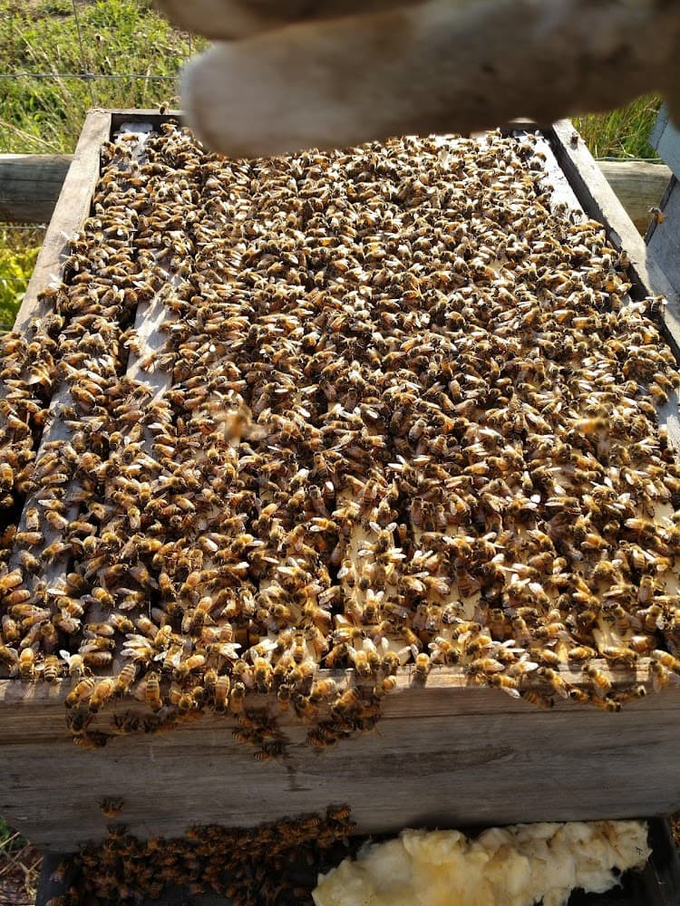 Google street view image of Brent's Honey Bee Rescue and Removal