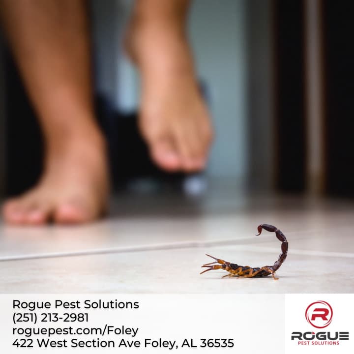 Google street view image of Rogue Pest Solutions - Gulf Coast