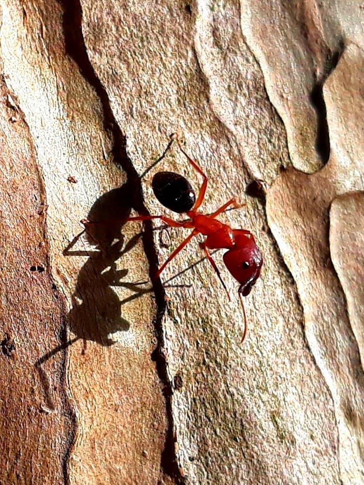 Google street view image of Absolute Finest Pest Control Services, Inc.