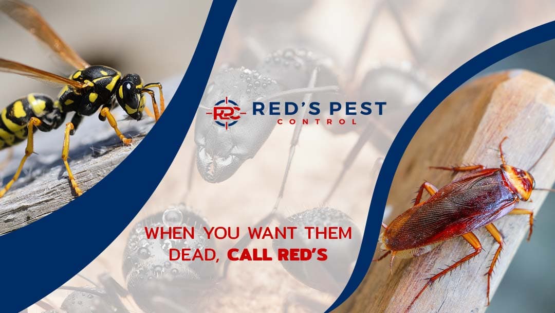 Google street view image of Red's Pest Control