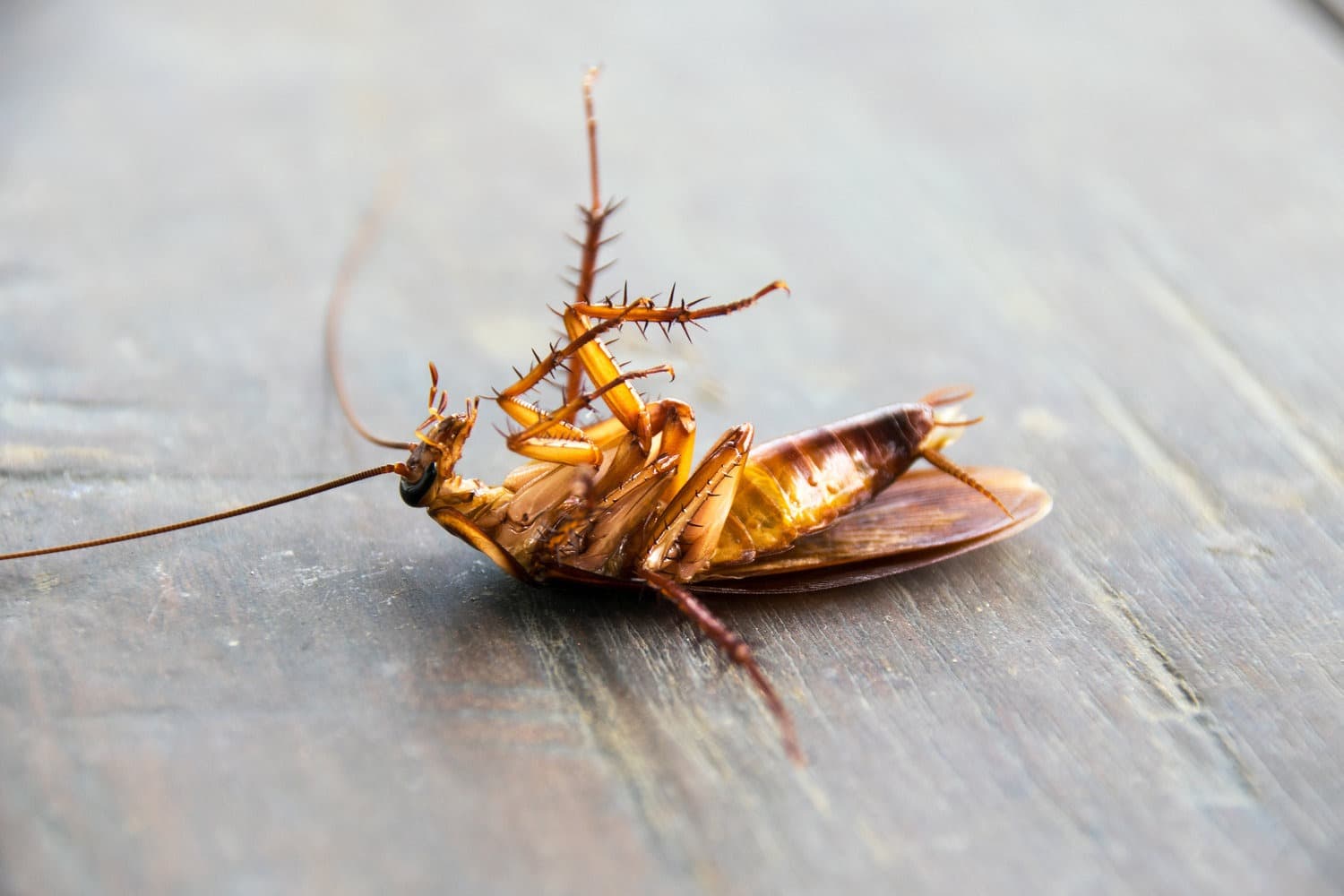 Google street view image of ENG Pest Control Cape Coral