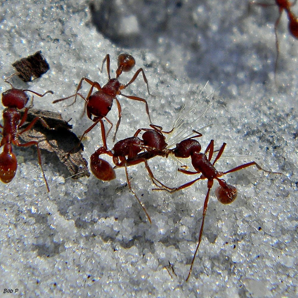 Google street view image of Bugs Patrol LLC