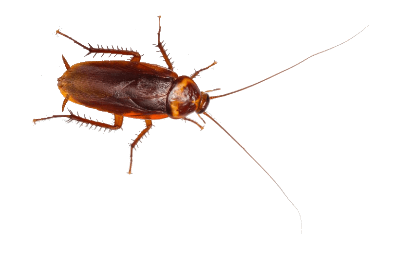 Google street view image of Invizibug Pest Solutions