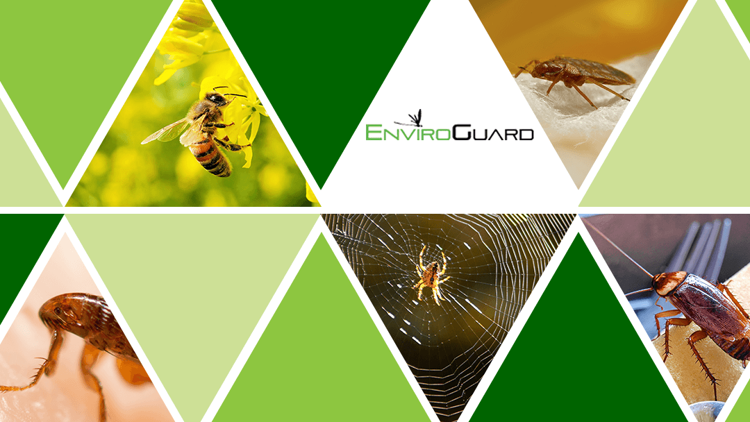 Google street view image of EnviroGuard Pest Control