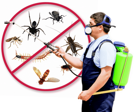 Google street view image of Pestboyz