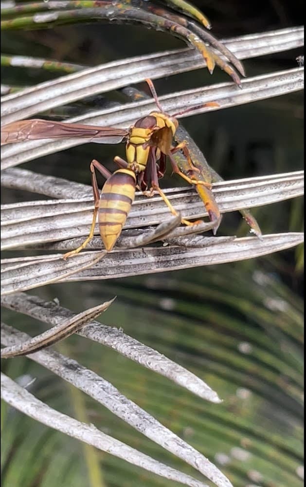 Google street view image of Dave's Pest Control