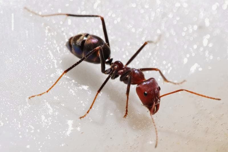 Google street view image of Buzz Kill Pest Control