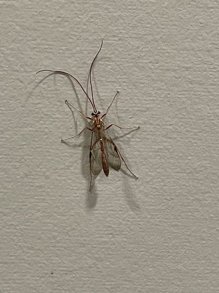 Google street view image of Nextgen Pest Solutions