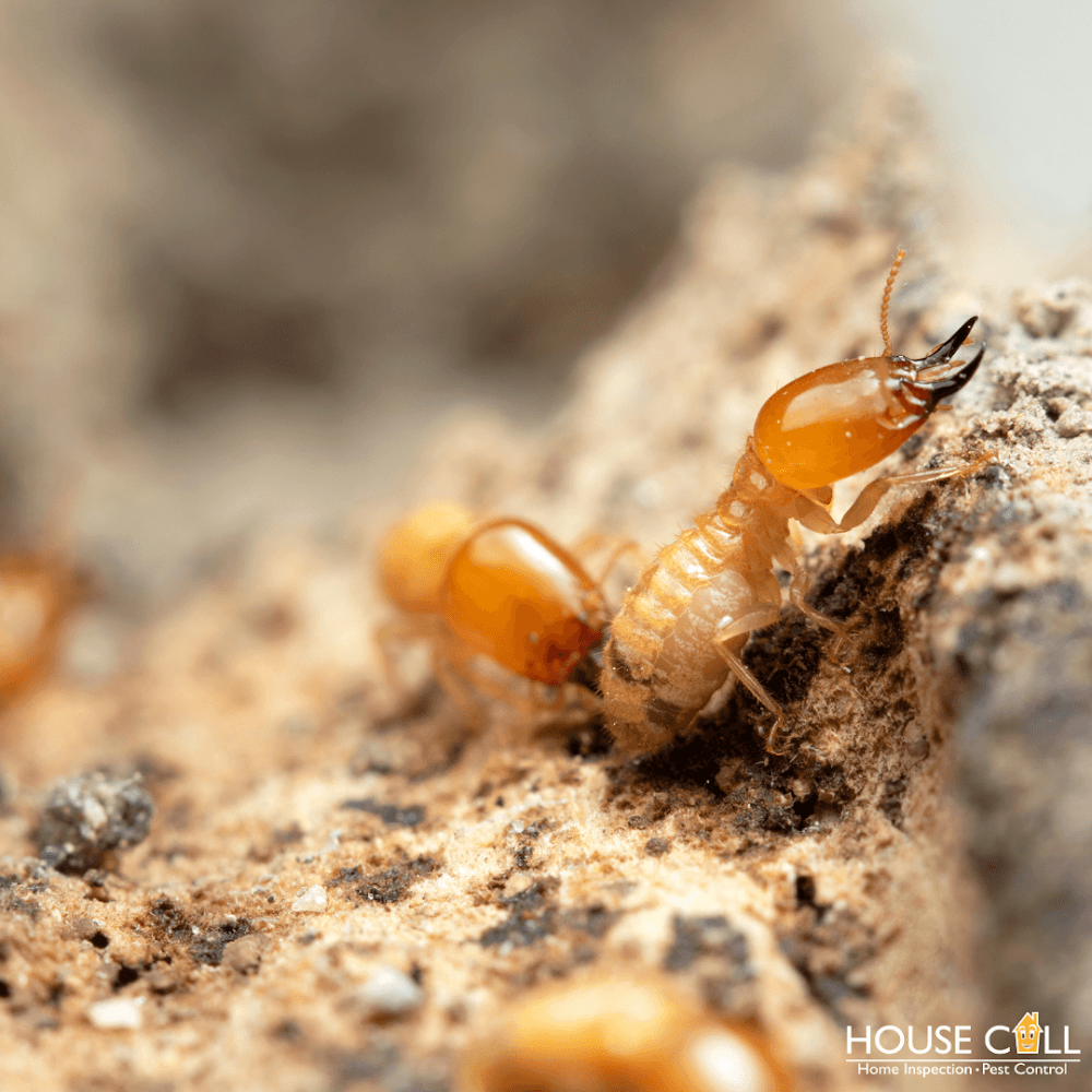 Google street view image of House Call Pest Control