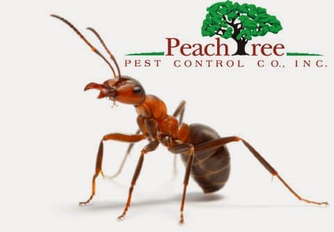 Google street view image of Peachtree Pest Control